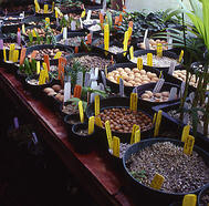 cleaned palm seeds for germination